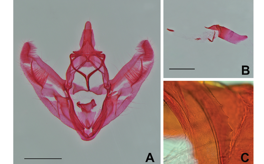 Una nueva especie y un nuevo registro de Pero Herrich-Schäffer, 1855 (Lepidoptera, Geometridae) en los Andes del sur de Perú