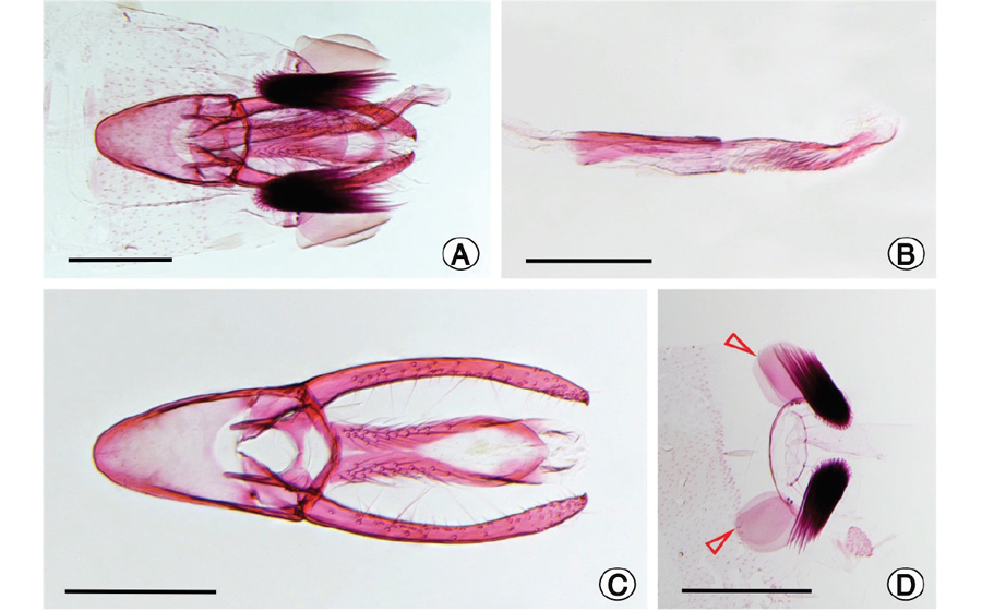 Phyllocnistis furcata sp. nov .: una nueva especie de minador asociado con Baccharis ( Asteraceae ) del sur de Perú ( Lepidoptera , Gracillariidae )