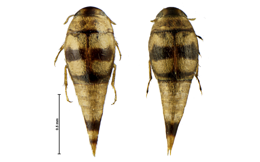 Primer registro confirmado de especies de Hydroscaphidae de Perú: Descripción de una nueva especie de Yara Reichardt y Hinton, y clave de la especie