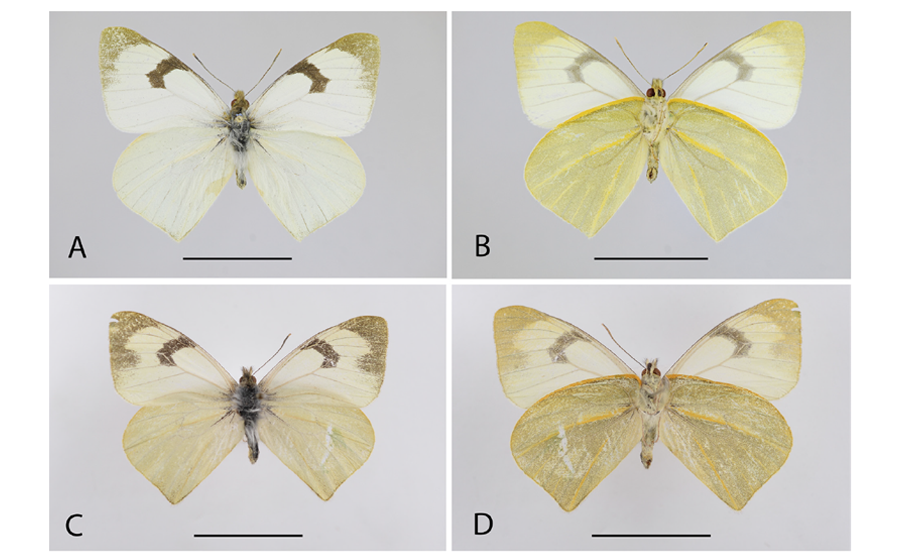 Una nueva especie de Mathania Oberthür, 1890 de Perú (Lepidoptera, Pieridae)