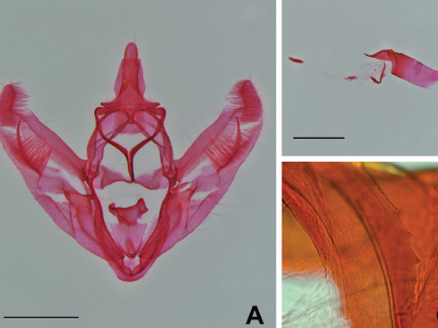 Una nueva especie y un nuevo registro de Pero Herrich-Schäffer, 1855 (Lepidoptera, Geometridae) en los Andes del sur de Perú