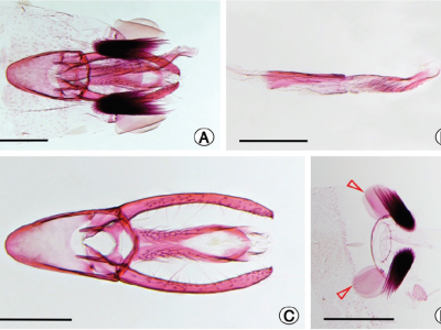Phyllocnistis furcata sp. nov .: una nueva especie de minador asociado con Baccharis ( Asteraceae ) del sur de Perú ( Lepidoptera , Gracillariidae )
