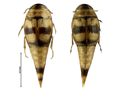 Primer registro confirmado de especies de Hydroscaphidae de Perú: Descripción de una nueva especie de Yara Reichardt y Hinton, y clave de la especie
