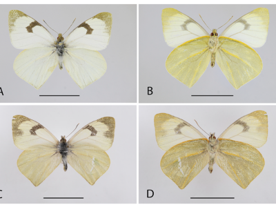 Una nueva especie de Mathania Oberthür, 1890 de Perú (Lepidoptera, Pieridae)